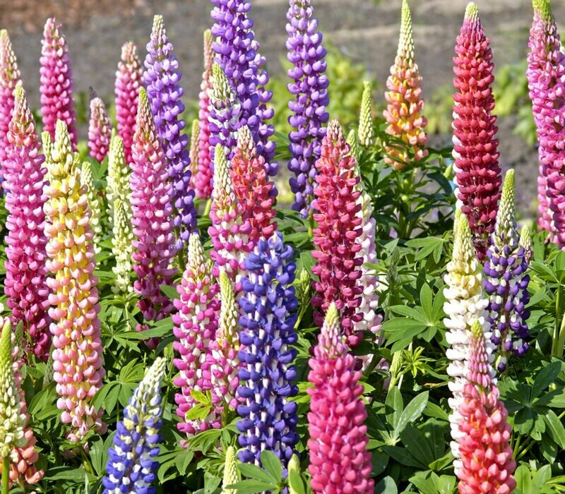Mixed Colors RUSSELL LUPINE seeds