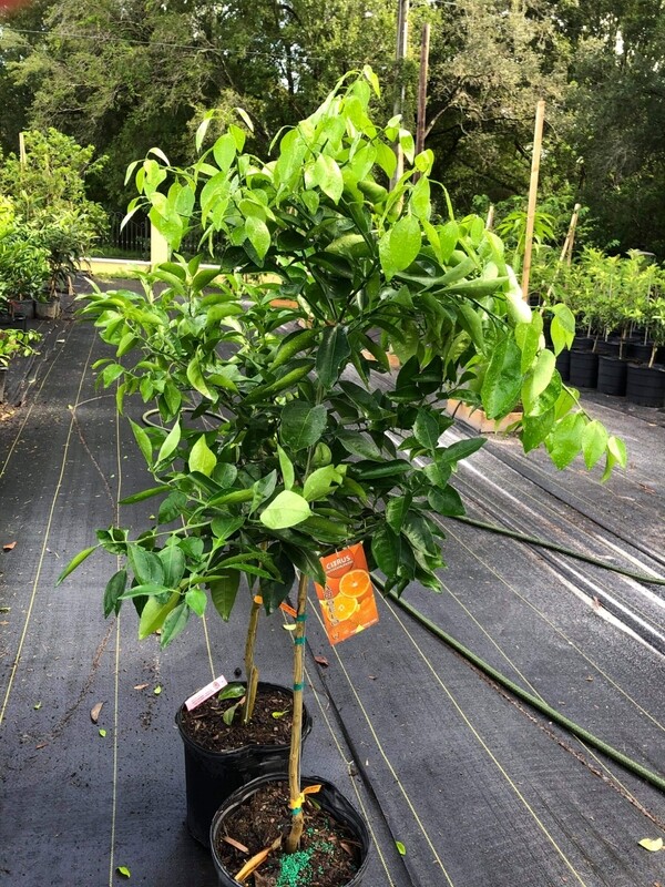 Meyer Lemon Tree Citrus Meyer  Lime Plant Cay Chanh
