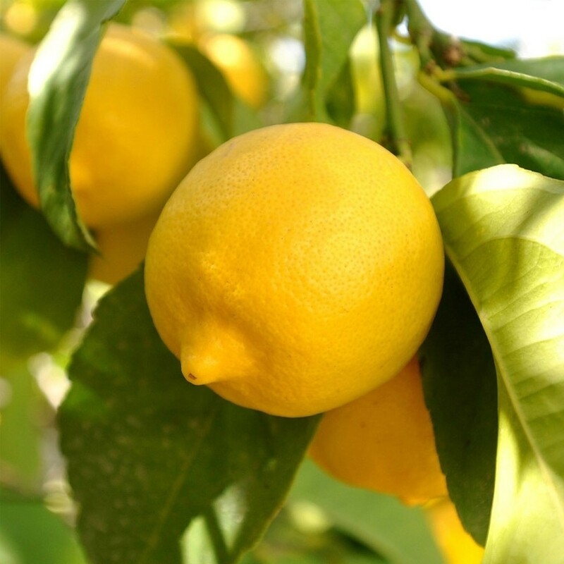 Seedless Lemon tree citrus lime plant