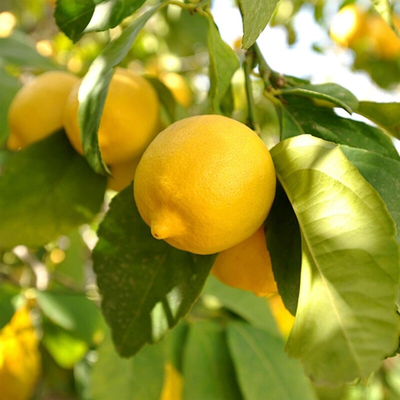 Seedless Lemon tree citrus lime plant