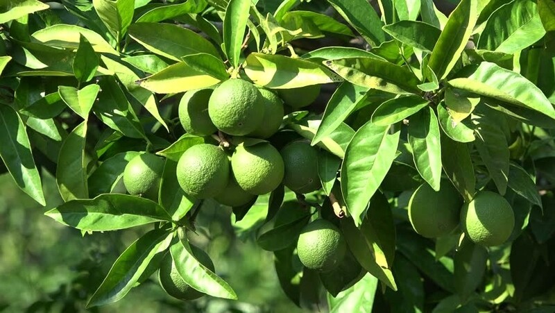 Meyer Lemon Tree Citrus Meyer  Lime Plant Cay Chanh