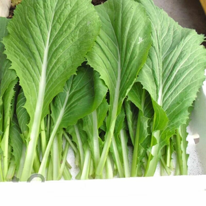 Chinese Mustard - Small Gai Choi - Cai Be Xanh - Seeds