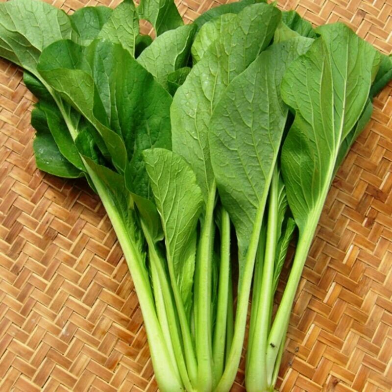 Chinese Mustard - Small Gai Choi - Cai Be Xanh - Seeds