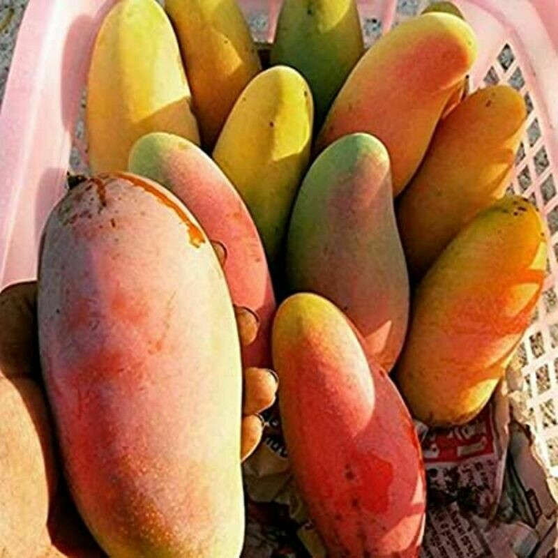 Mahachanok Thai long Mango Xoai Thai