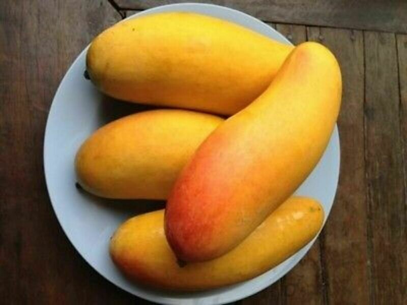 Mahachanok Thai long Mango Xoai Thai