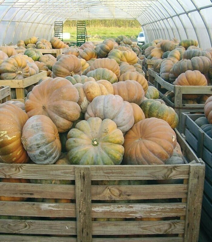 ​Aromatic Muscade De Provence Pumpkin
