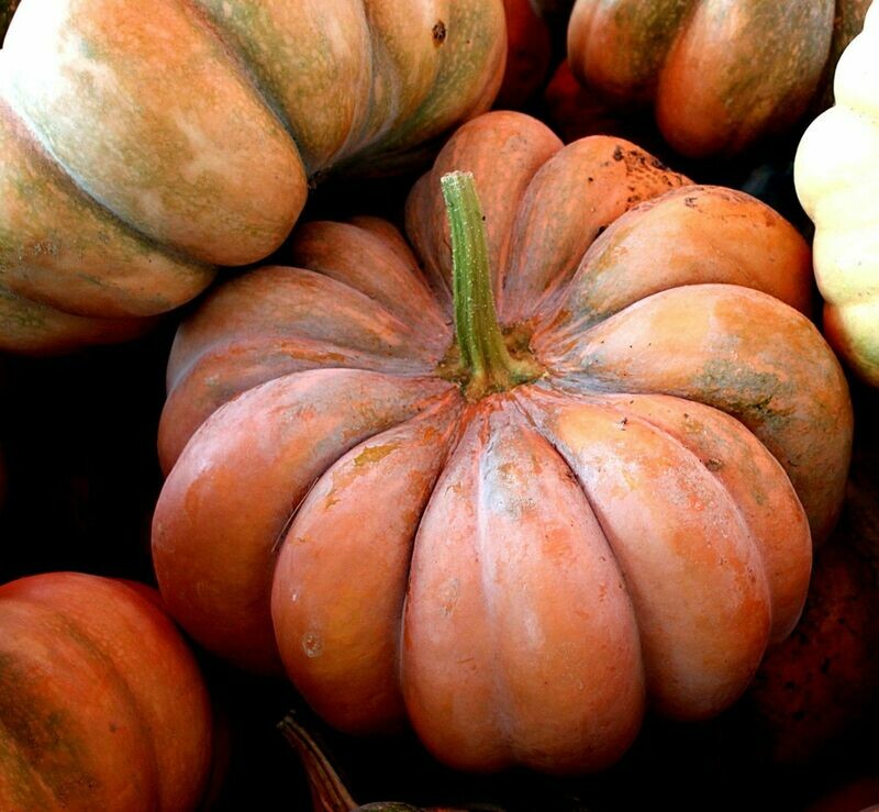 ​Aromatic Muscade De Provence Pumpkin