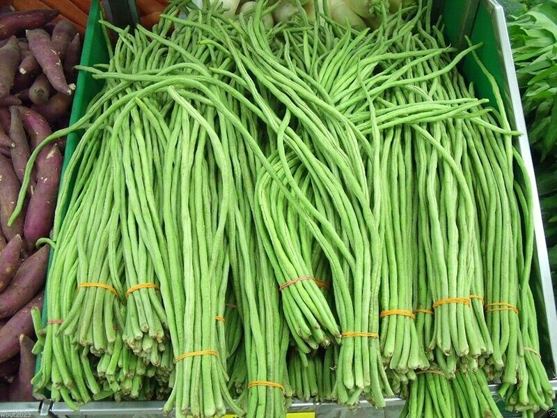 LONG BEAN STRING BEAN FRESH HARVEST