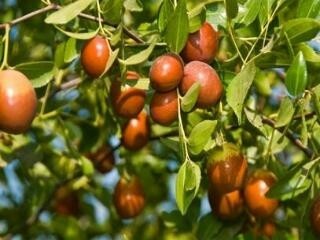 Sugar cane Jujube tao tau