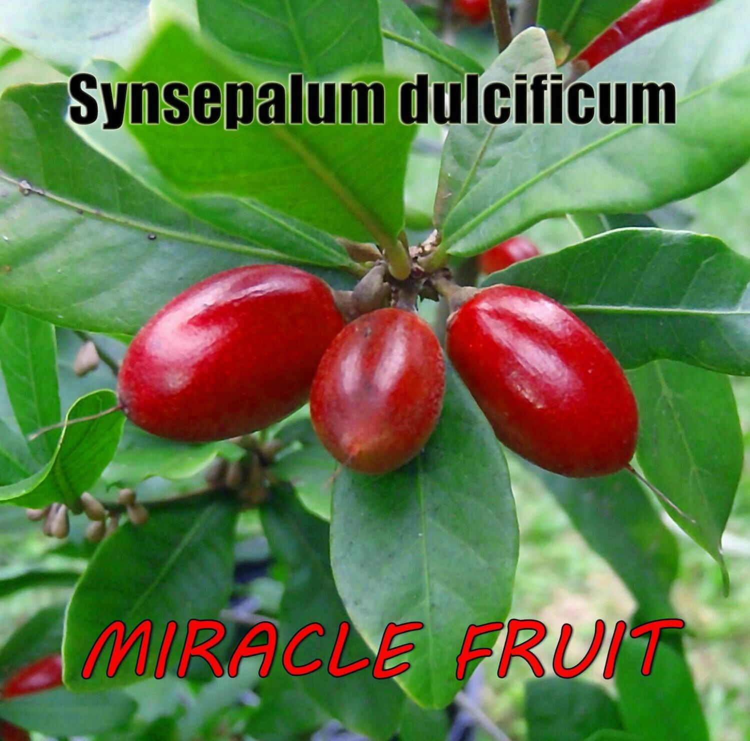 Miracle Fruit Plant Synsepalum dulcificum tree (Miracle berry) Cay Than Ky