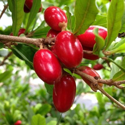 Miracle Fruit Plant Synsepalum dulcificum tree (Miracle berry) Cay Than Ky