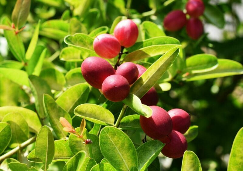 Miracle Fruit Plant Synsepalum dulcificum tree (Miracle berry)