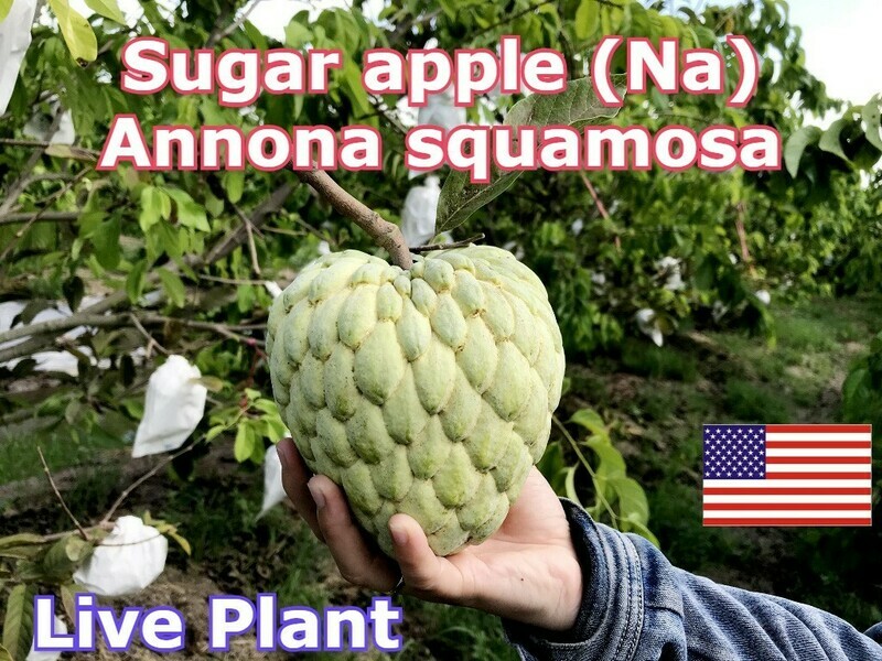 ​Sugar apples (Annona squamosa) Cay Na