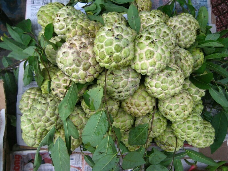 ​Sugar apples (Annona squamosa) Cay Na