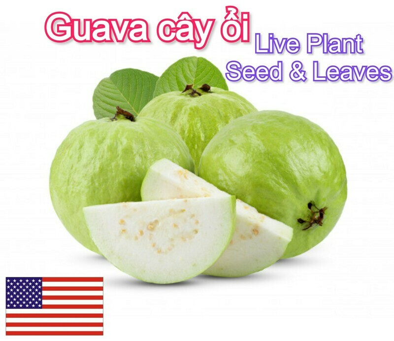 Guava Tropical Fruit tree Cay Oi