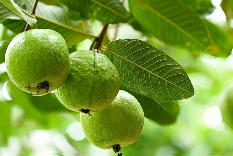 Guava Tropical Fruit tree Cay Oi