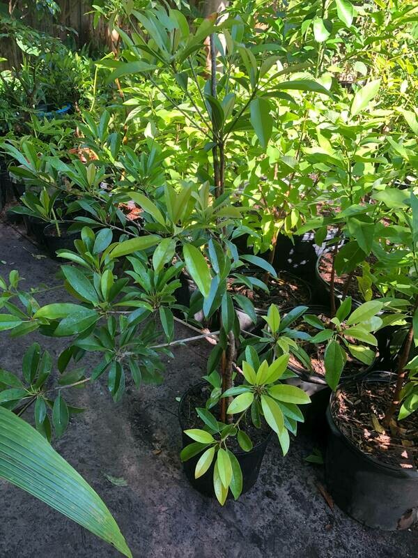 Alano sapodilla Sapote SamBoChe