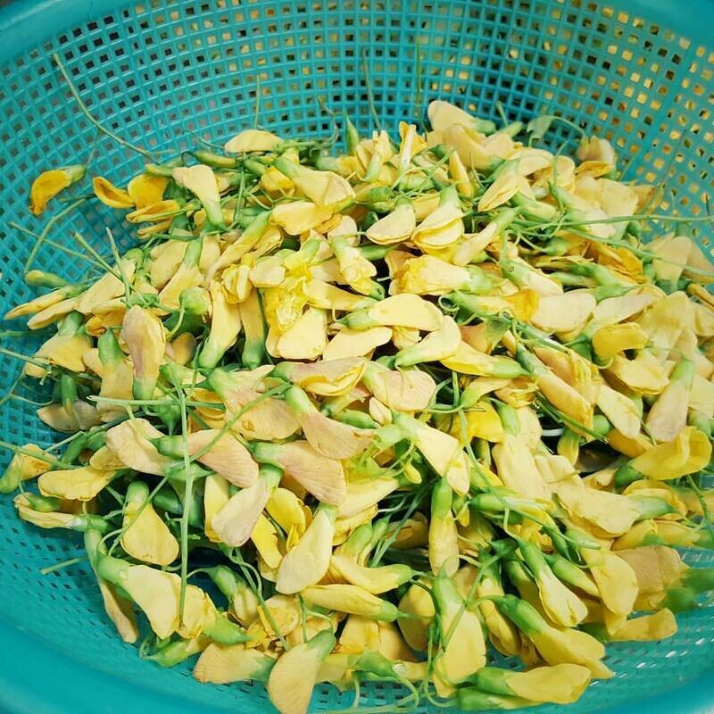 Sesbania Aculeata Bispinosa - Danchi - Rare Tropical Tree Seeds