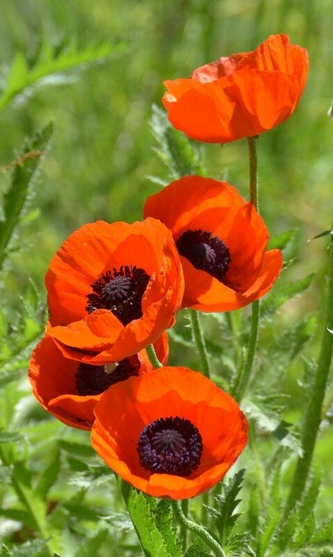 Poppy flower Eschscholzia caespitosa