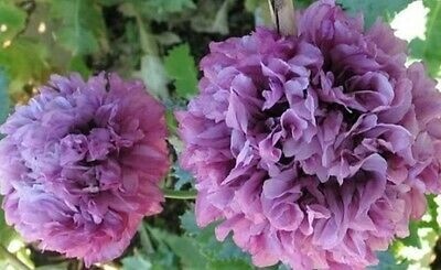 Poppy Peony flower plant seeds