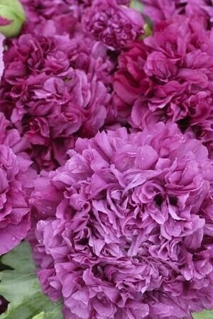Poppy Peony flower plant seeds, Color: Purple