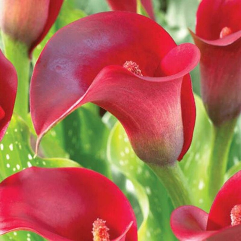Calla Lily Zantedeschia Aethiopica