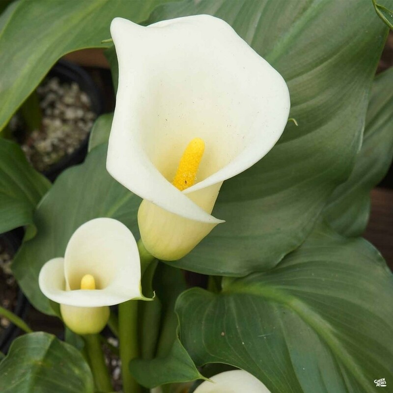 Calla Lily Zantedeschia Aethiopica