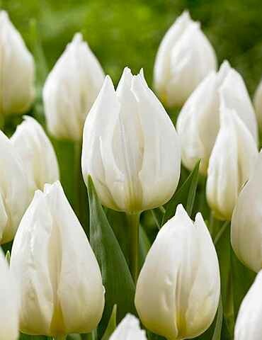 Tulip bulbs Dutch tulip fall ship