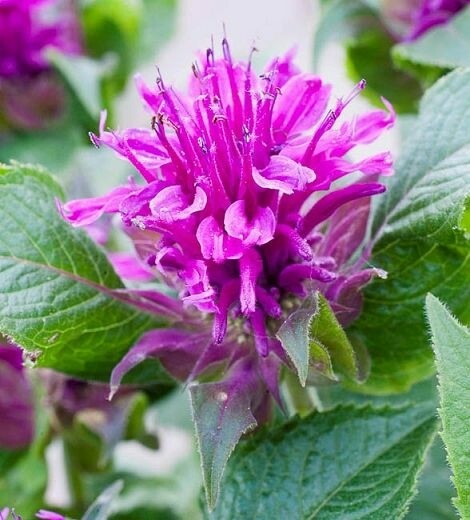 Beebalm bergamot monarda herb flower seeds
