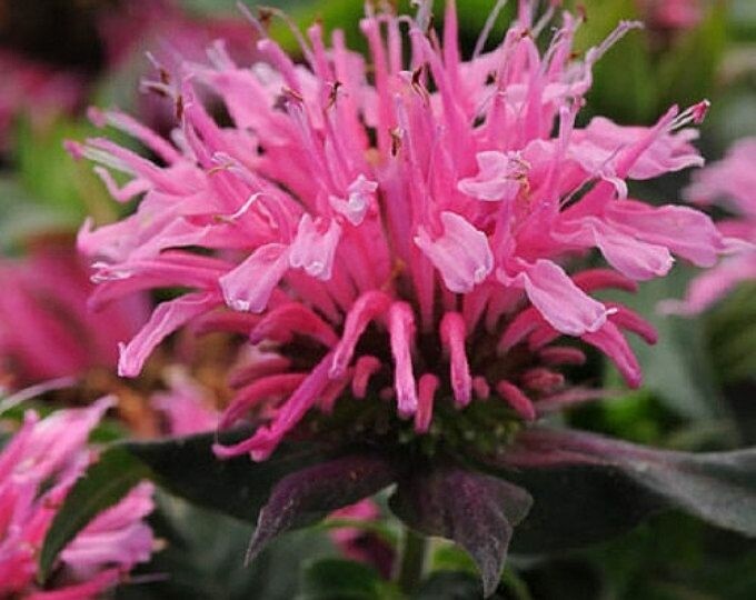 Beebalm bergamot monarda herb flower seeds