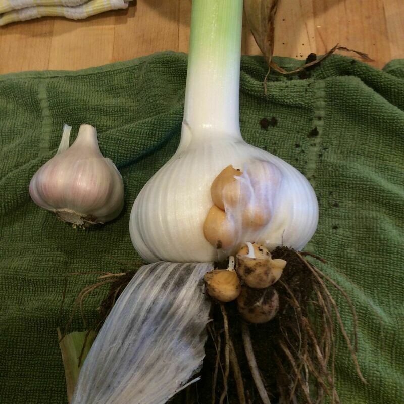 GARLIC Corms Elephant Garlic (Ajo Elefante)