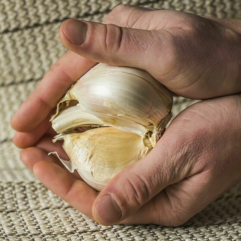 GARLIC Corms Elephant Garlic (Ajo Elefante)