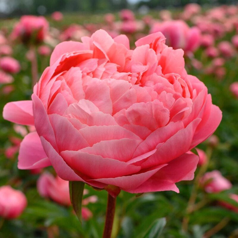 Tree Peony, Paeonia suffruticosa, Shrub Seeds