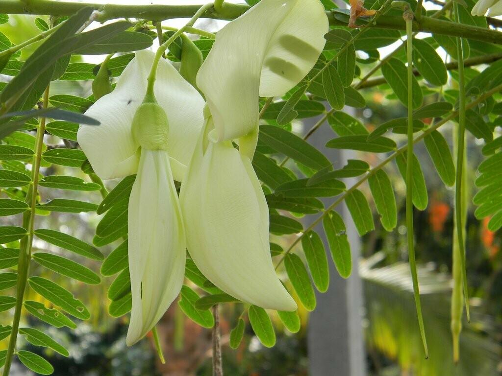 Sesbania Aculeata Bispinosa - Danchi - Rare Tropical Tree Seeds