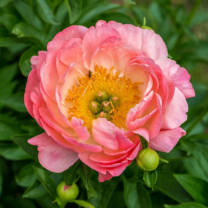 Tree Peony, Paeonia suffruticosa, Shrub Seeds