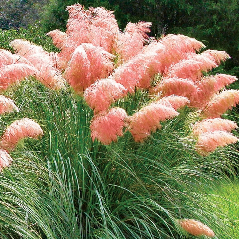 Pampas Grass variety (Cortaderia selloana)