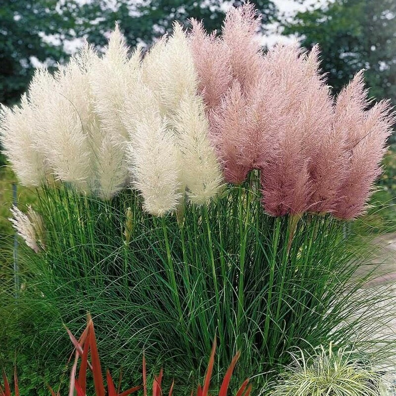 Pampas Grass variety (Cortaderia selloana)