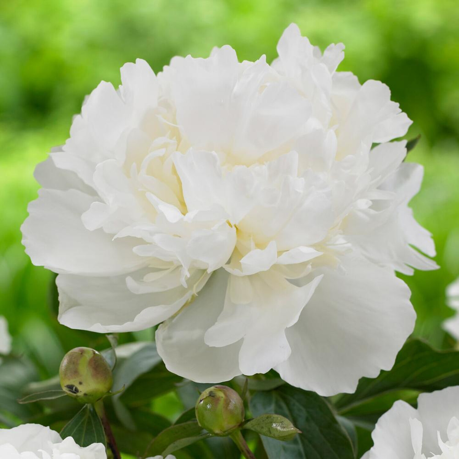 Tree Peony, Paeonia suffruticosa, Shrub Seeds, Colors: White