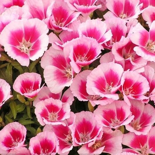 Godetia / Farewell To Spring Seeds