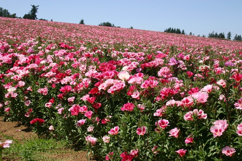 Godetia / Farewell To Spring Seeds