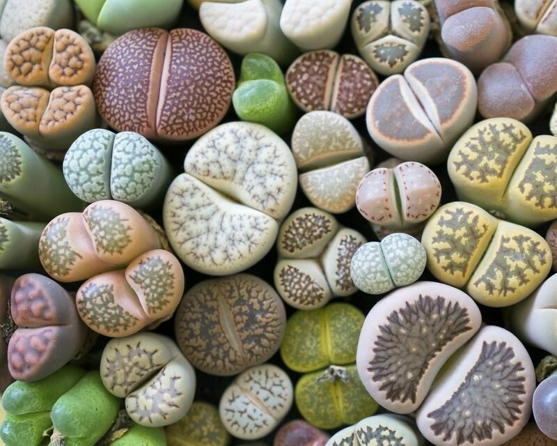 Lithops Living stone succulent seeds mix