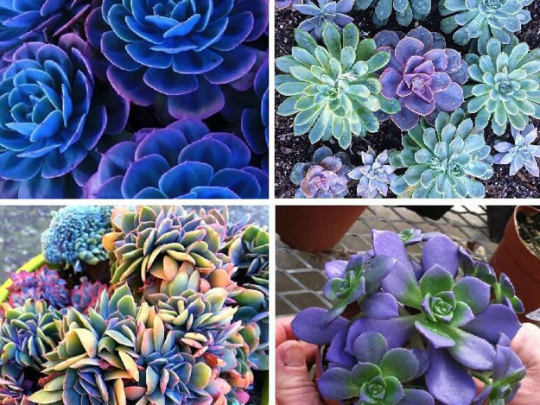 Succulents Seeds Rare Indoor Flower Mini Cactus mix