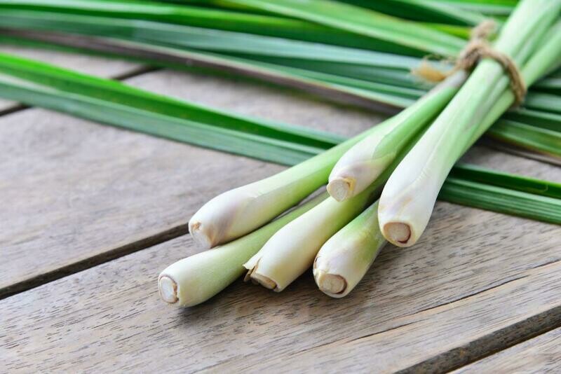Lemongrass Fever Grass Citratus