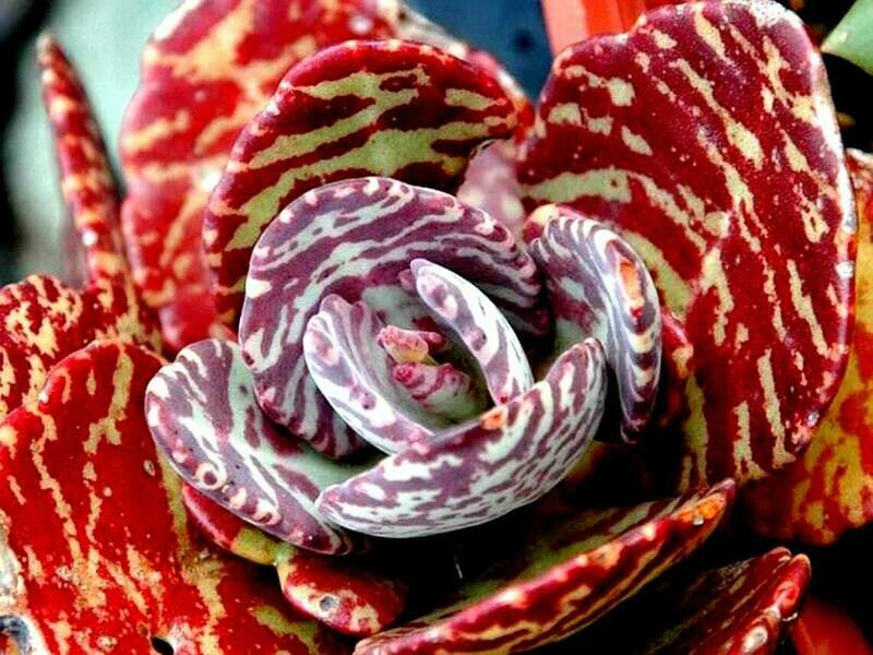 Kalanchoe humilis "DESERT SURPRISE" tiger succulent