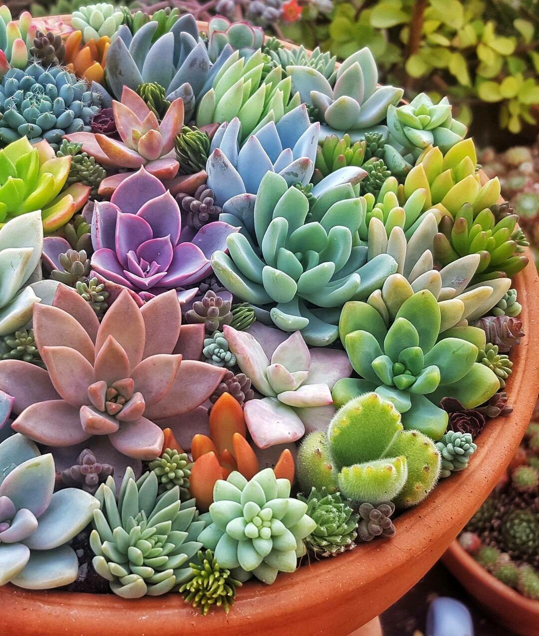 Succulents Seeds Rare Indoor Flower Mini Cactus mix