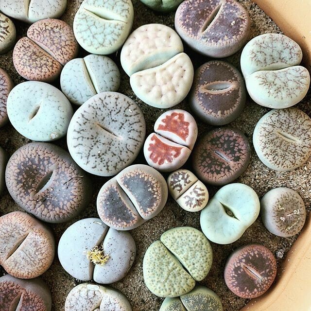 Lithops Living stone succulent seeds mix