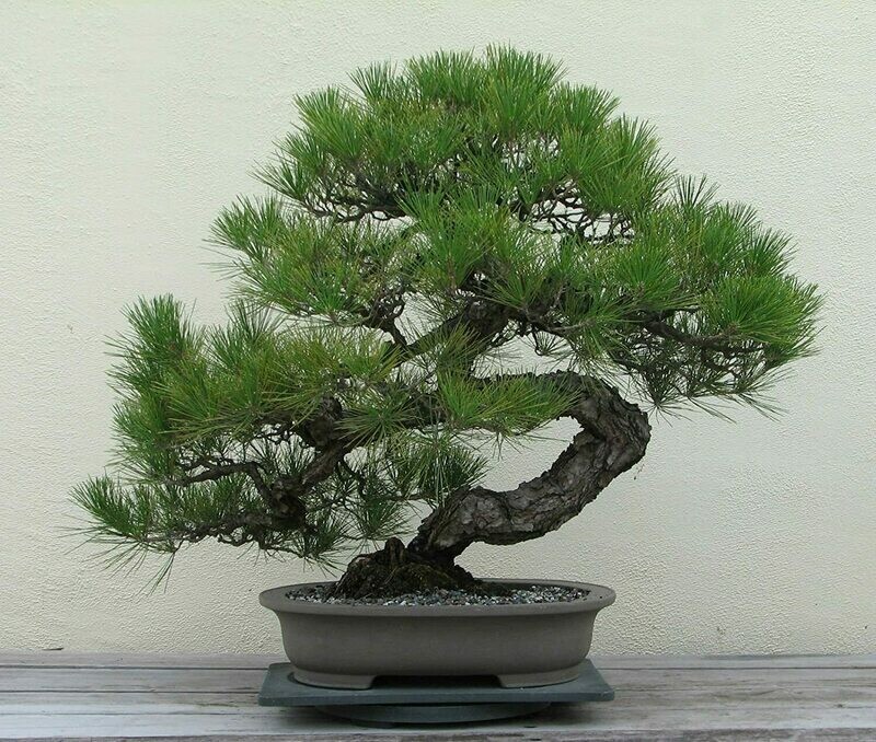 Japanese Black Pine Bonsai Pinus Thunbergii