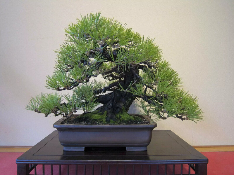 Japanese Black Pine Bonsai Pinus Thunbergii