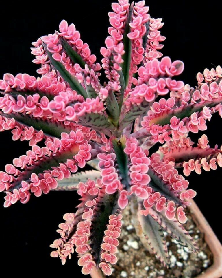 Pink Butterfly Kalanchoe Succulent