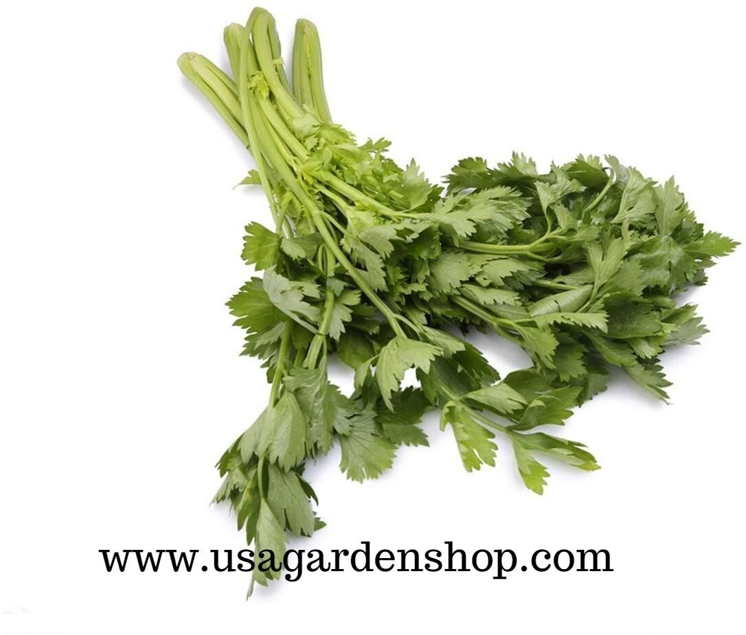 Chinese Leaf Celery Can Tau Serori  Seeds, Option: Starter seed pack